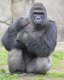 Did the Cincinnati Zoo officials have the moral right to kill Harambe the gorilla?